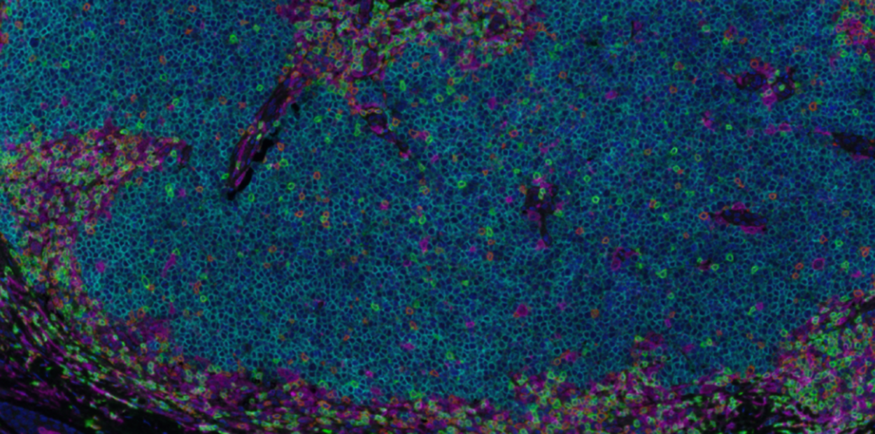 Cells under microscopic magnificaiton