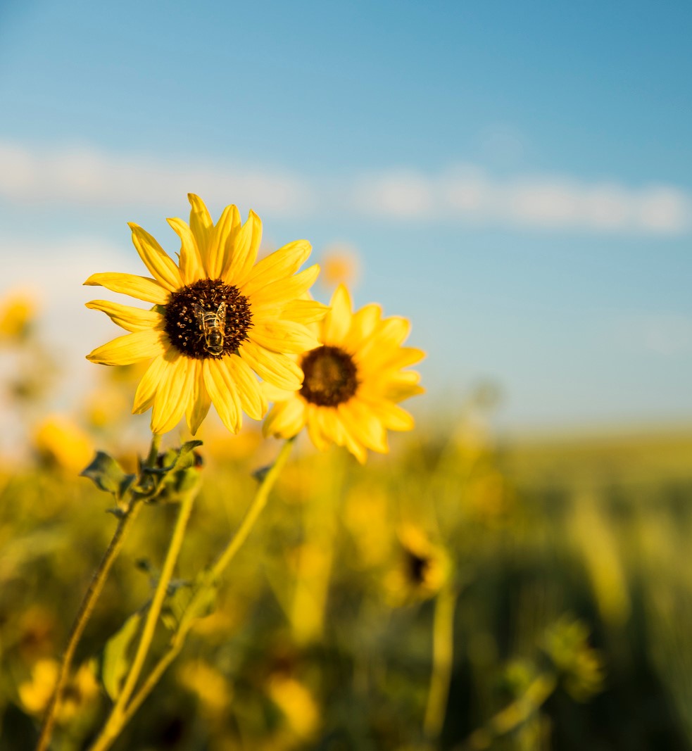 Sunflowers 