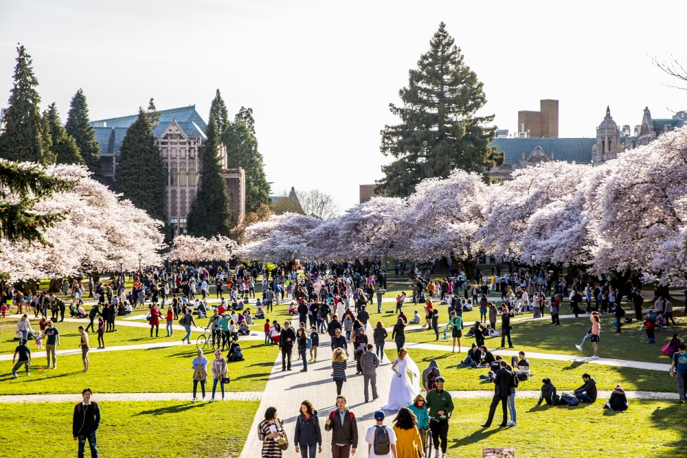 People walking by cherry blossoms
